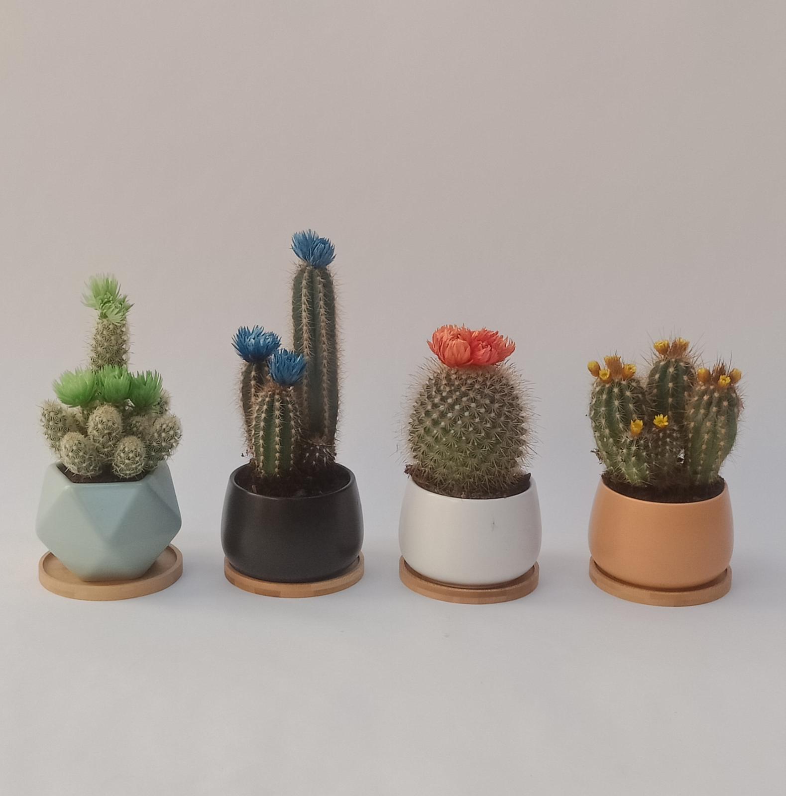 Potted Cactus Assorted