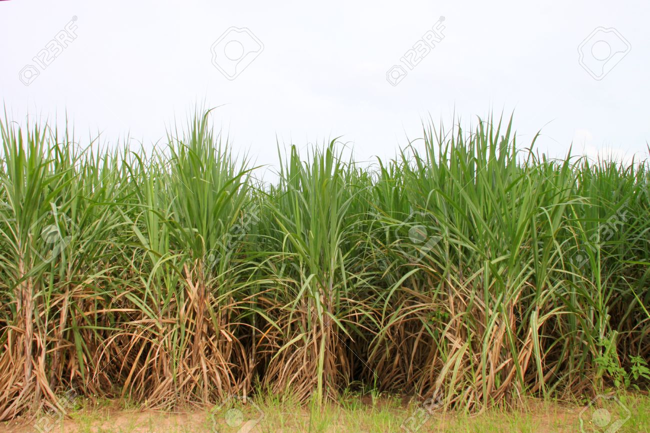 Sugar Cane Plant