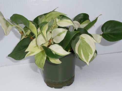 Philodendron N-Joy