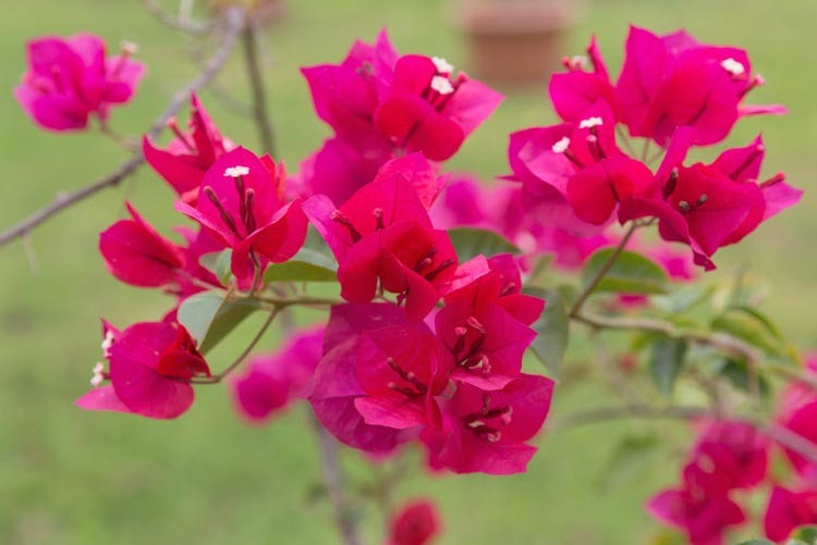 Bougainvillea