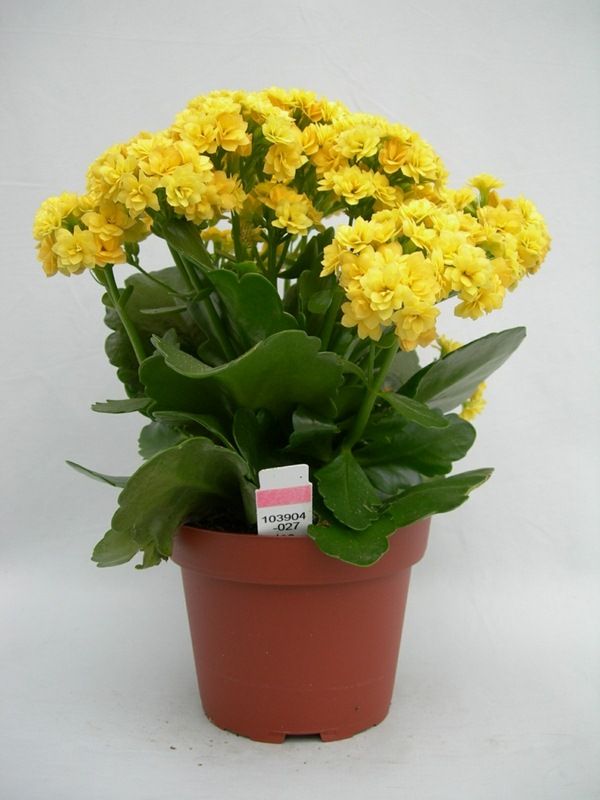 Kalanchoe