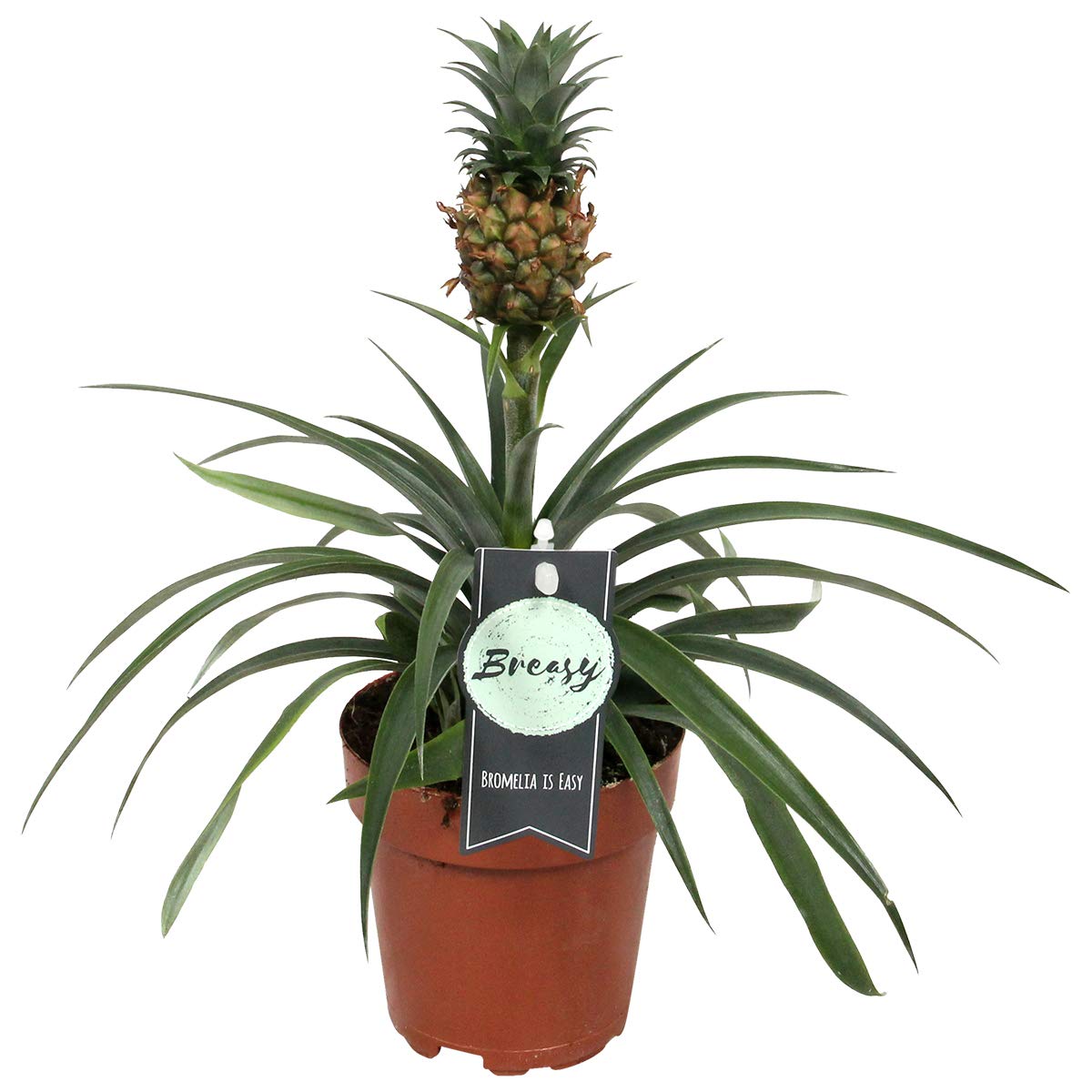 Pineapple Indoor