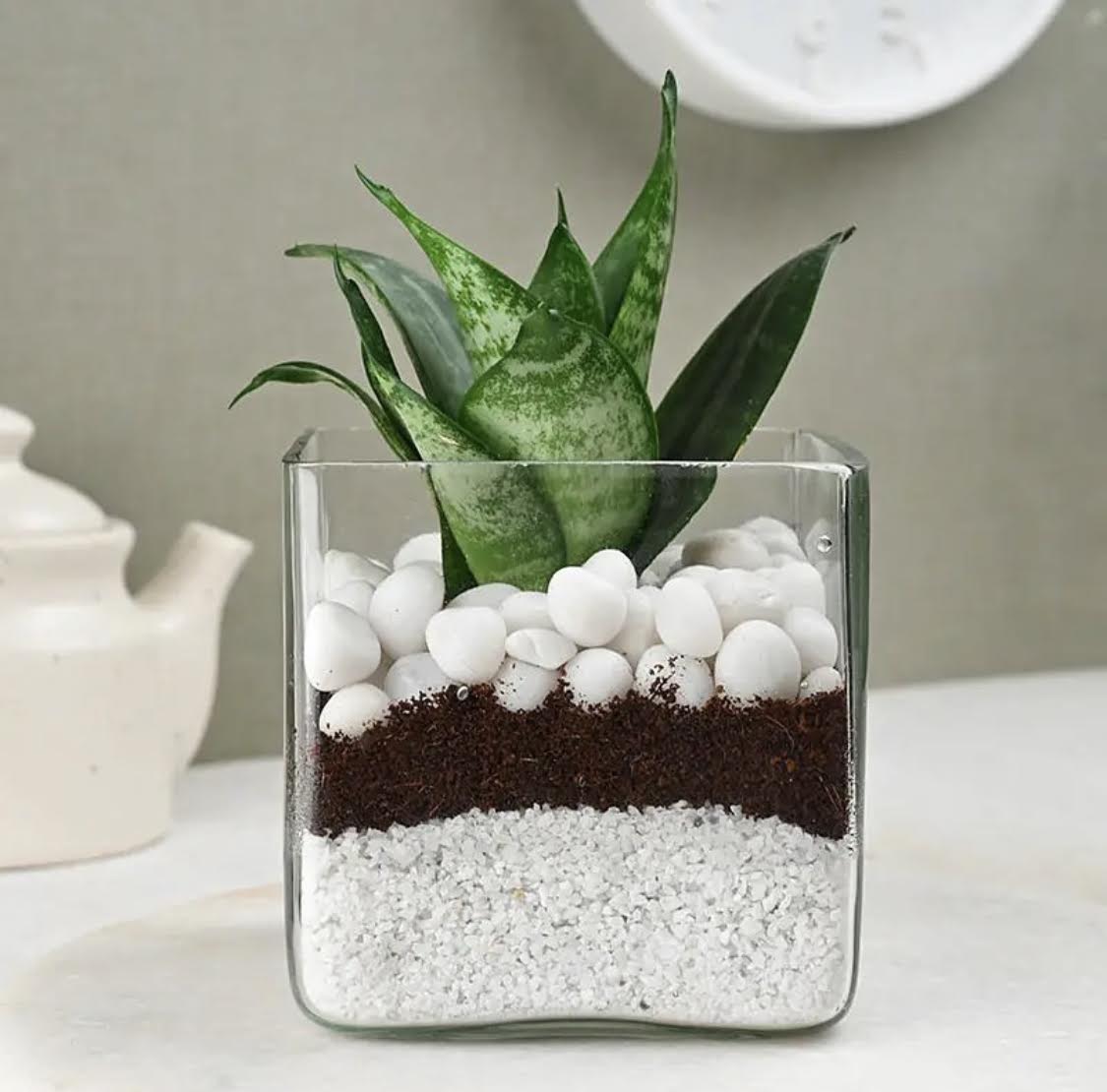 Snake plant Mini in square glass