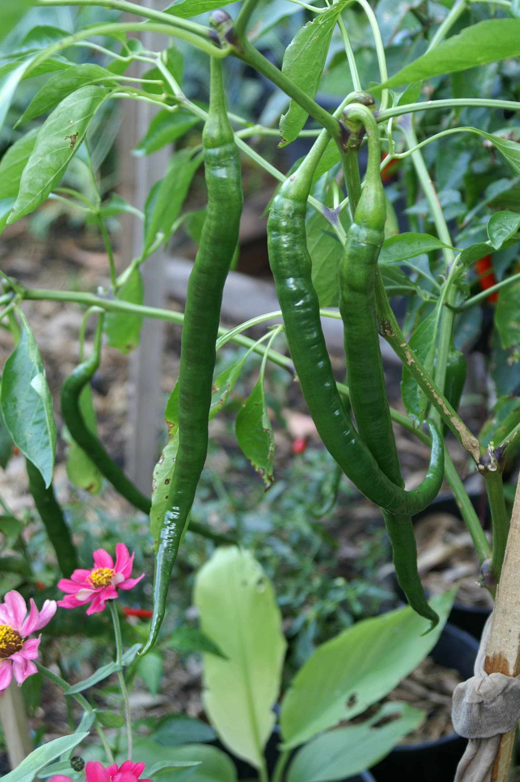 Chilli Hot Pepper Long Seeds