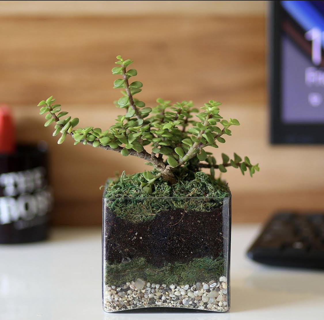 Mini Jade plant