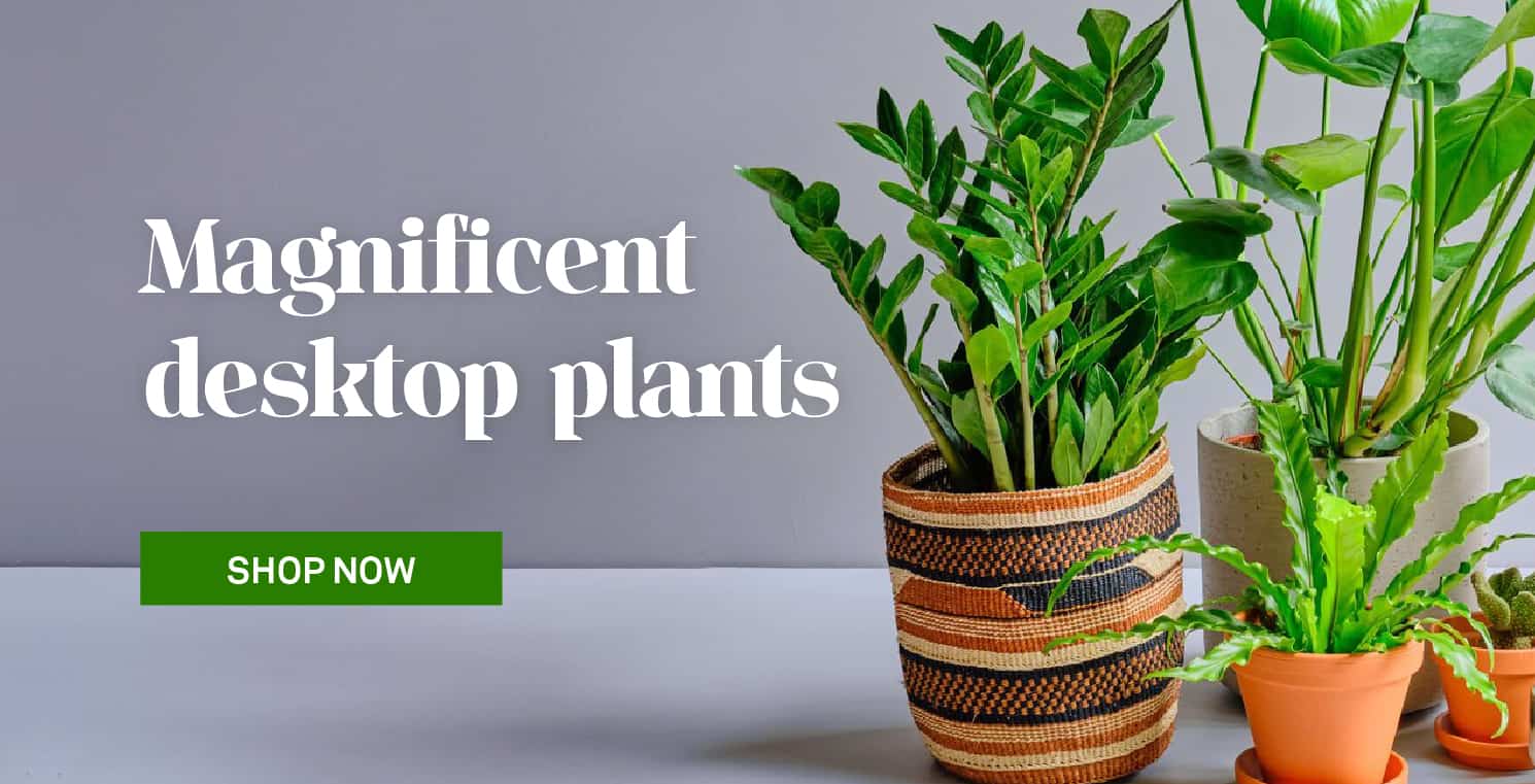 Desktop Plants