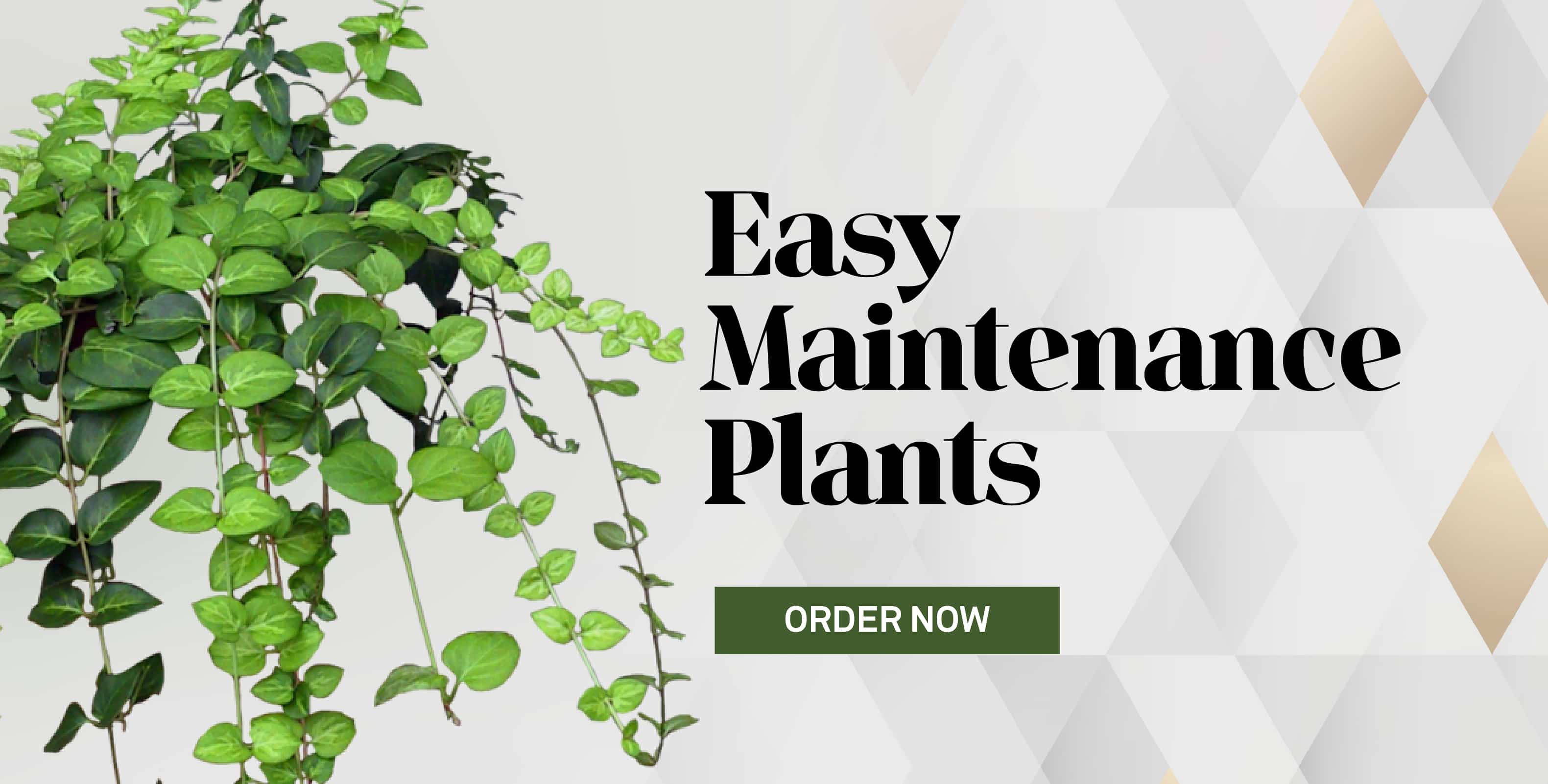 Easy Care Plants