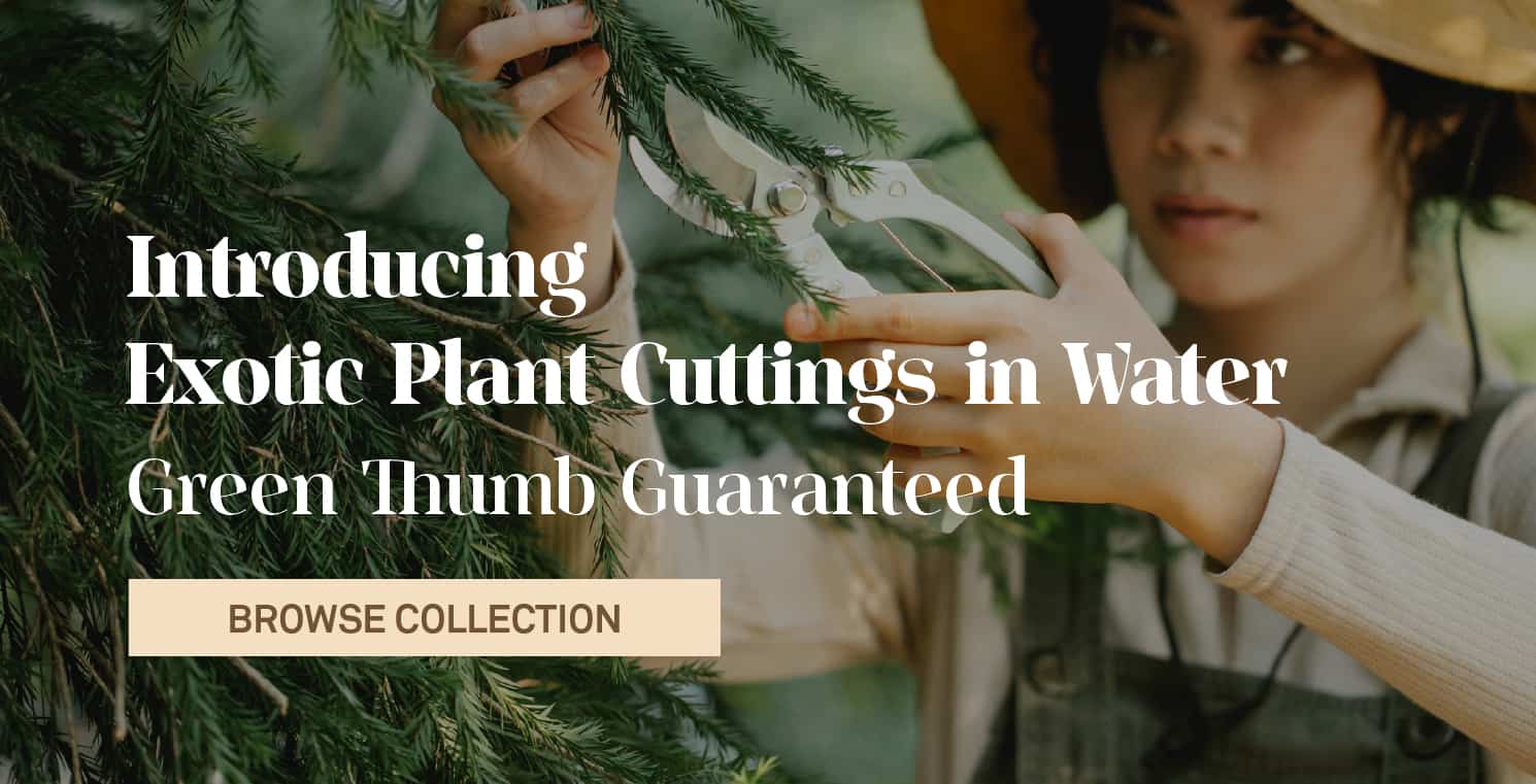 Plant Cuttings