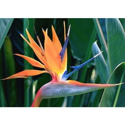 Bird of Paradise
