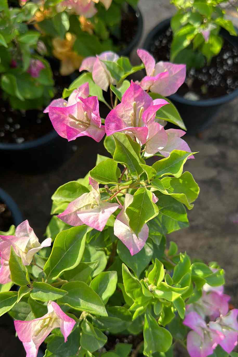 Bougainvillea Medium