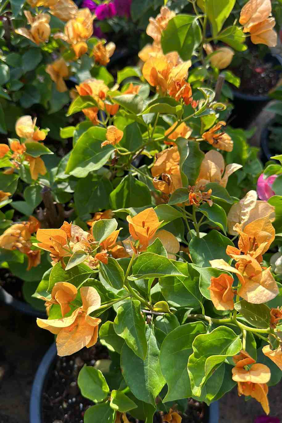 Bougainvillea Medium