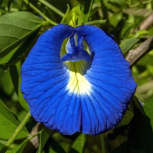 Butterfly Pea