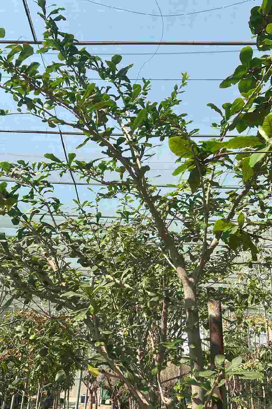 Calabash Tree