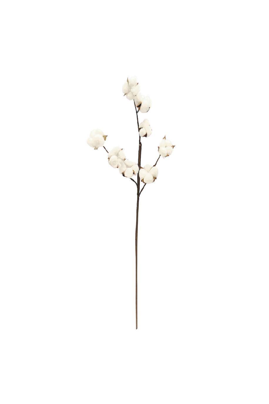 Dried Cotton Stem