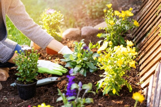 Monthly outdoor Plant Maintenance Package