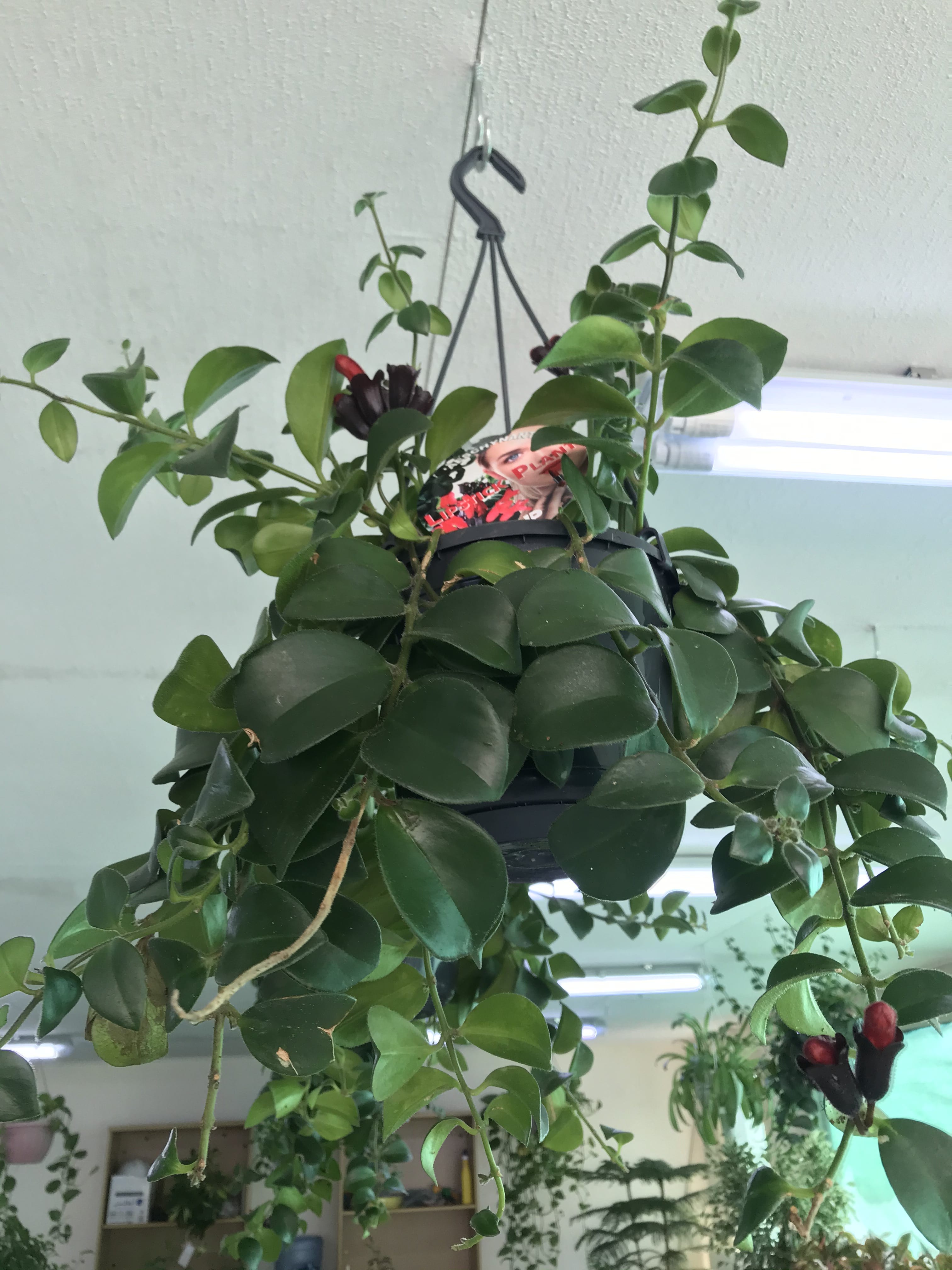 Monalisa Lipstick Plant Hanging