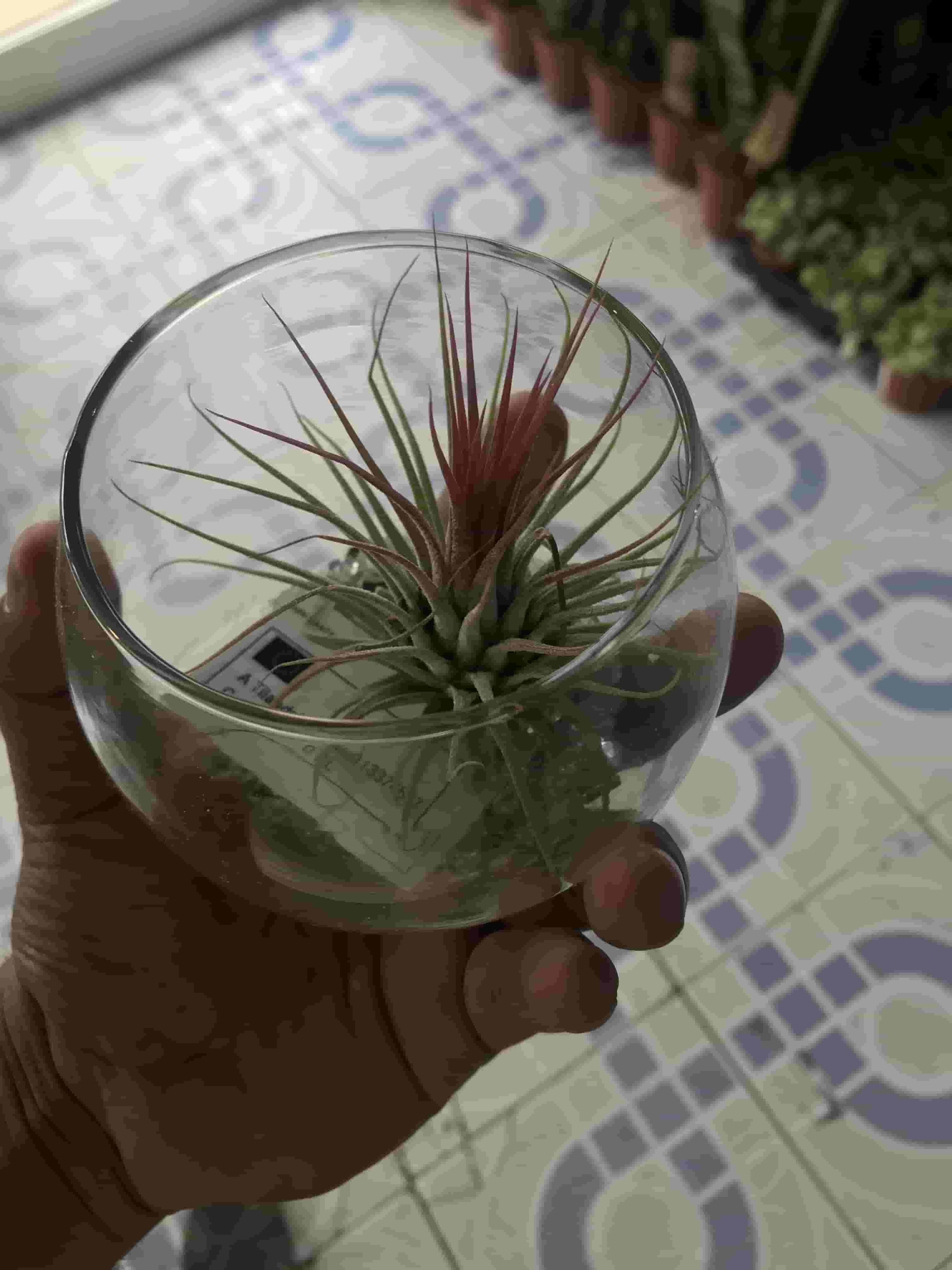 Air Plant  in Glass bowl