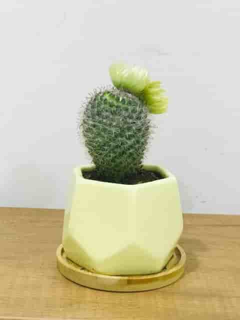 Potato cactus