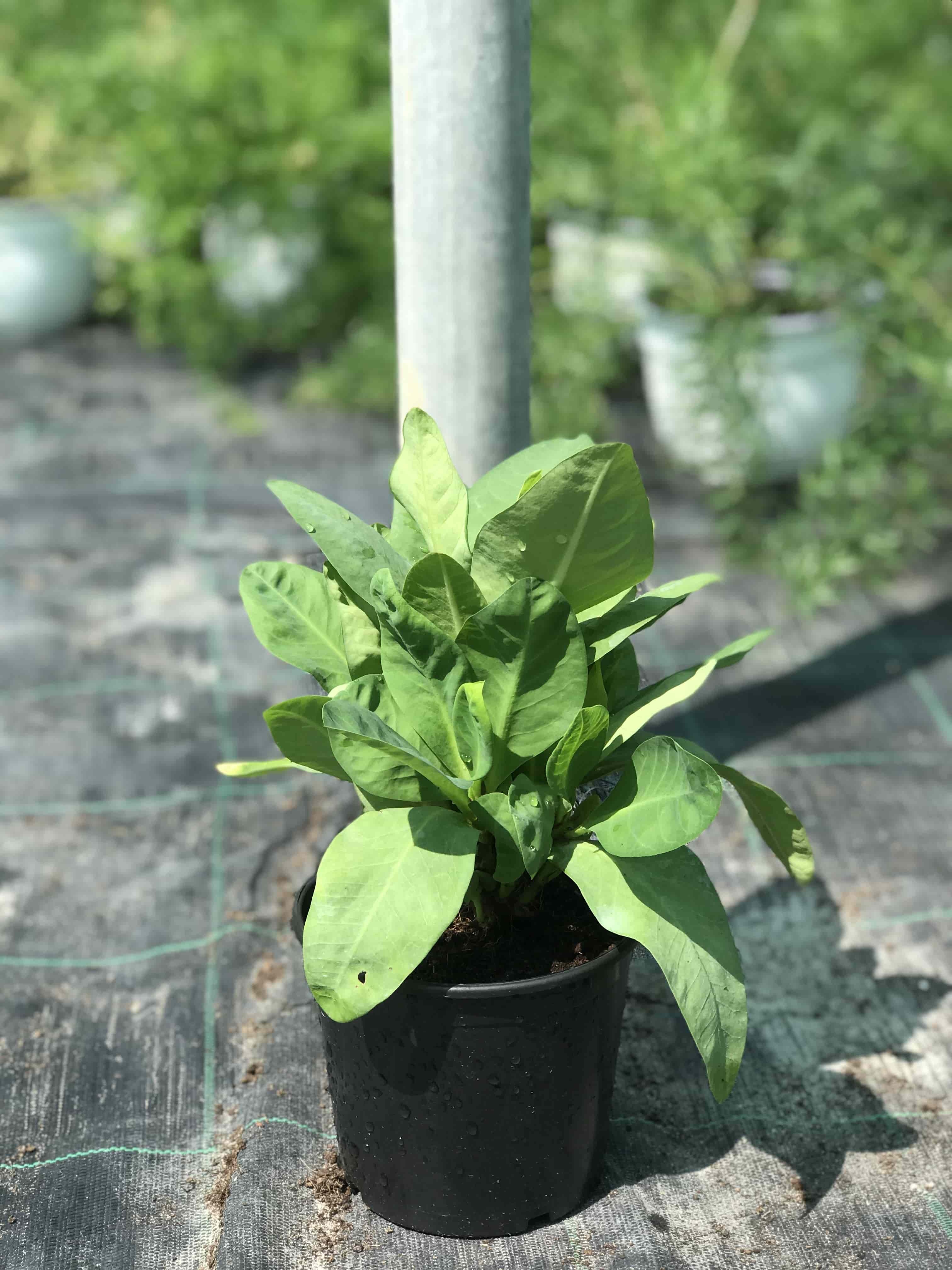 Euphorbia Hybrid