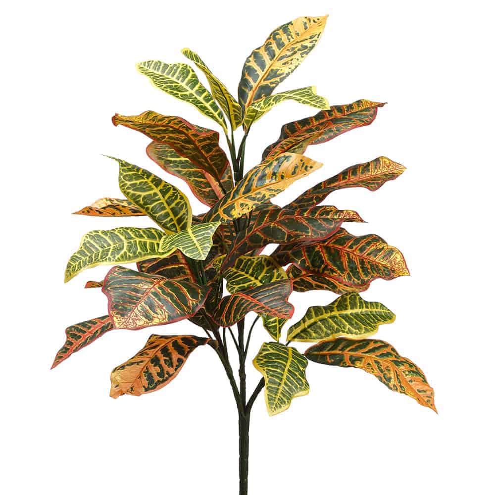 Croton Branched