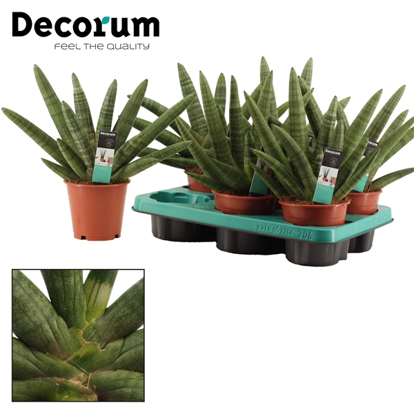 Sansevieria Motum Kenya