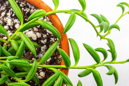 String of Bananas - Senecio radicans - image 2