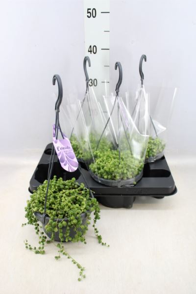 String of Pearls Hanging
