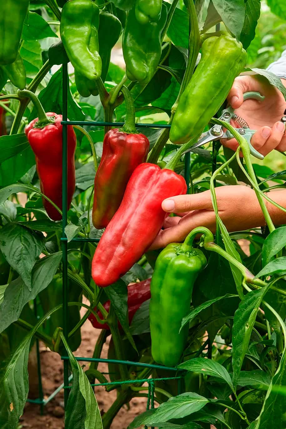 Sweet Pepper Seeds - PS Seeds