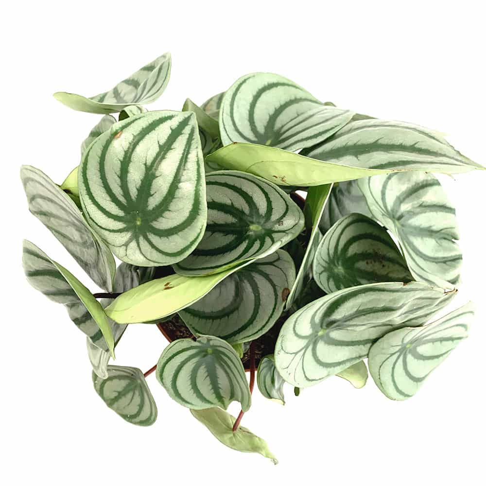 Watermelon peperomia