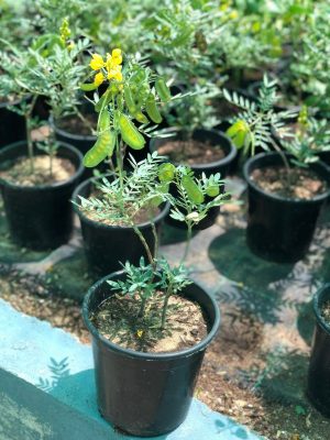 Alexandrian Senna - Cassia Angustifolia