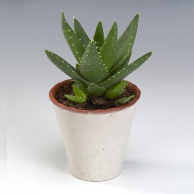 Aloe Brevifolia - Aloe Mitriformis