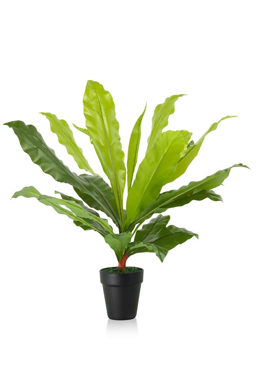 Asplenium Nidus Artificial