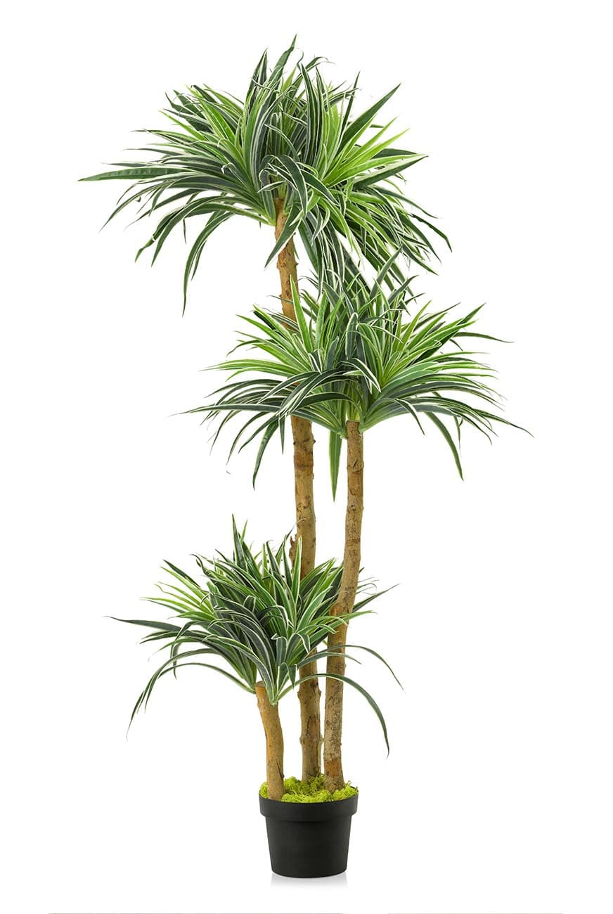 Dracaena White Stripe 3PP Artificial