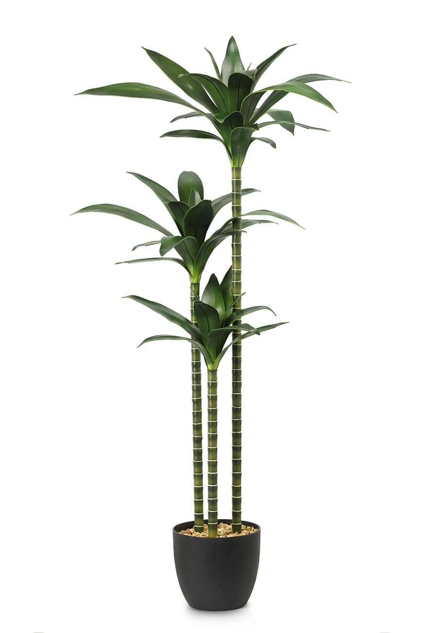 Dracaena Jannet Craig 3PP Artificial