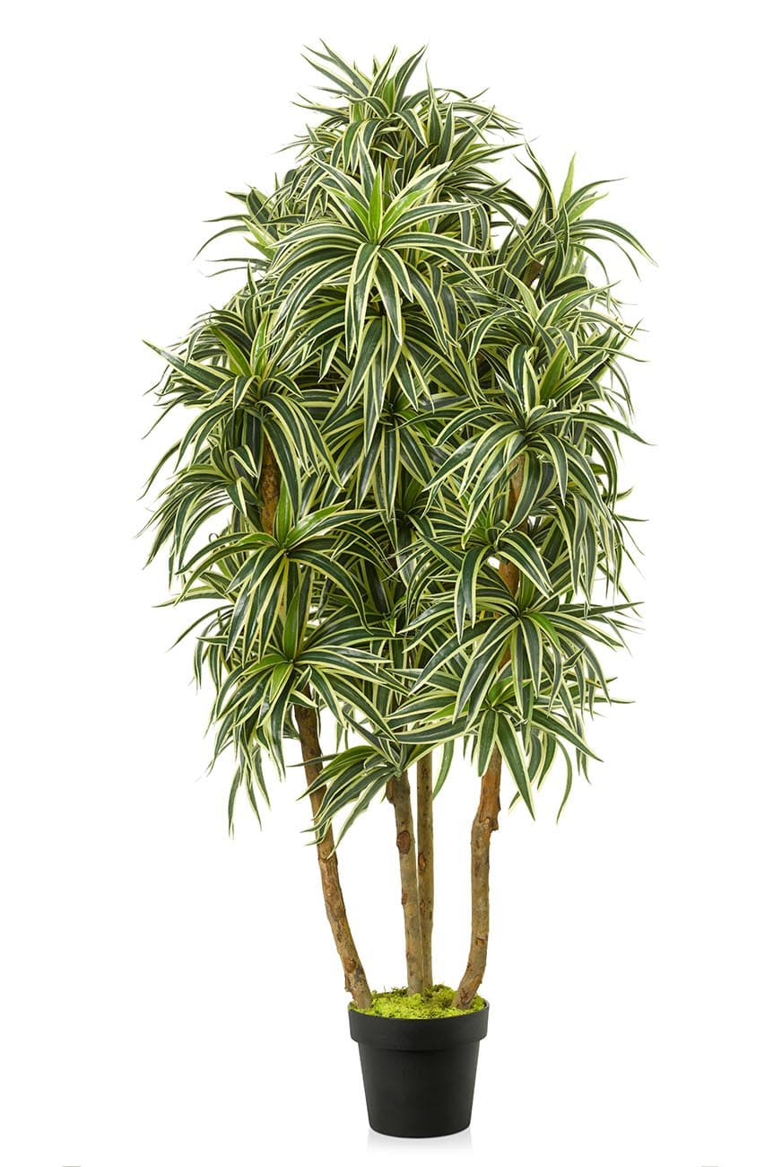 Dracaena Song of India Branched Artificial