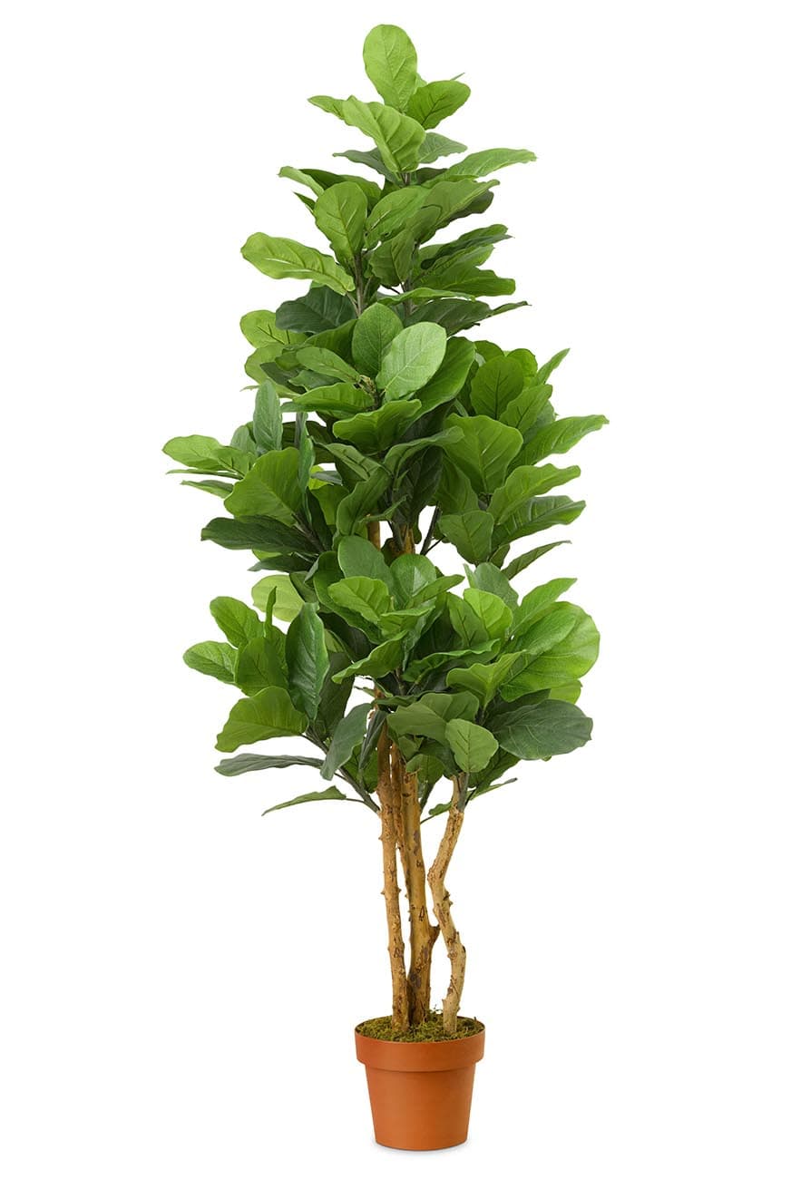Ficus Lyrata 'Multi stem' Artificial