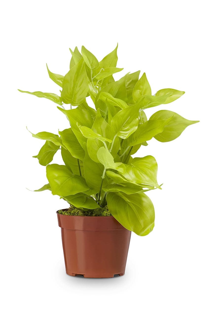 Golden Pothos Artificial