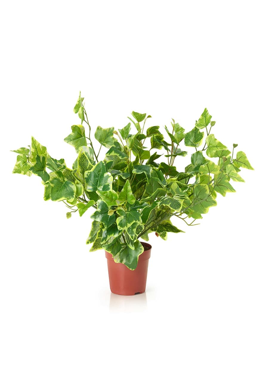 Hedera Varigated Artificial