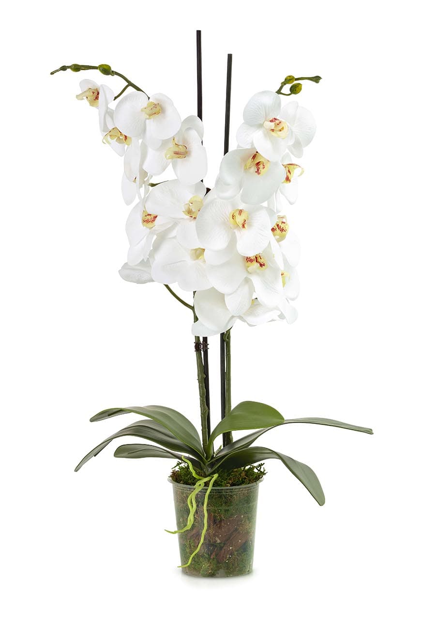Phalaenopsis Orchid Artificial 2 Stem