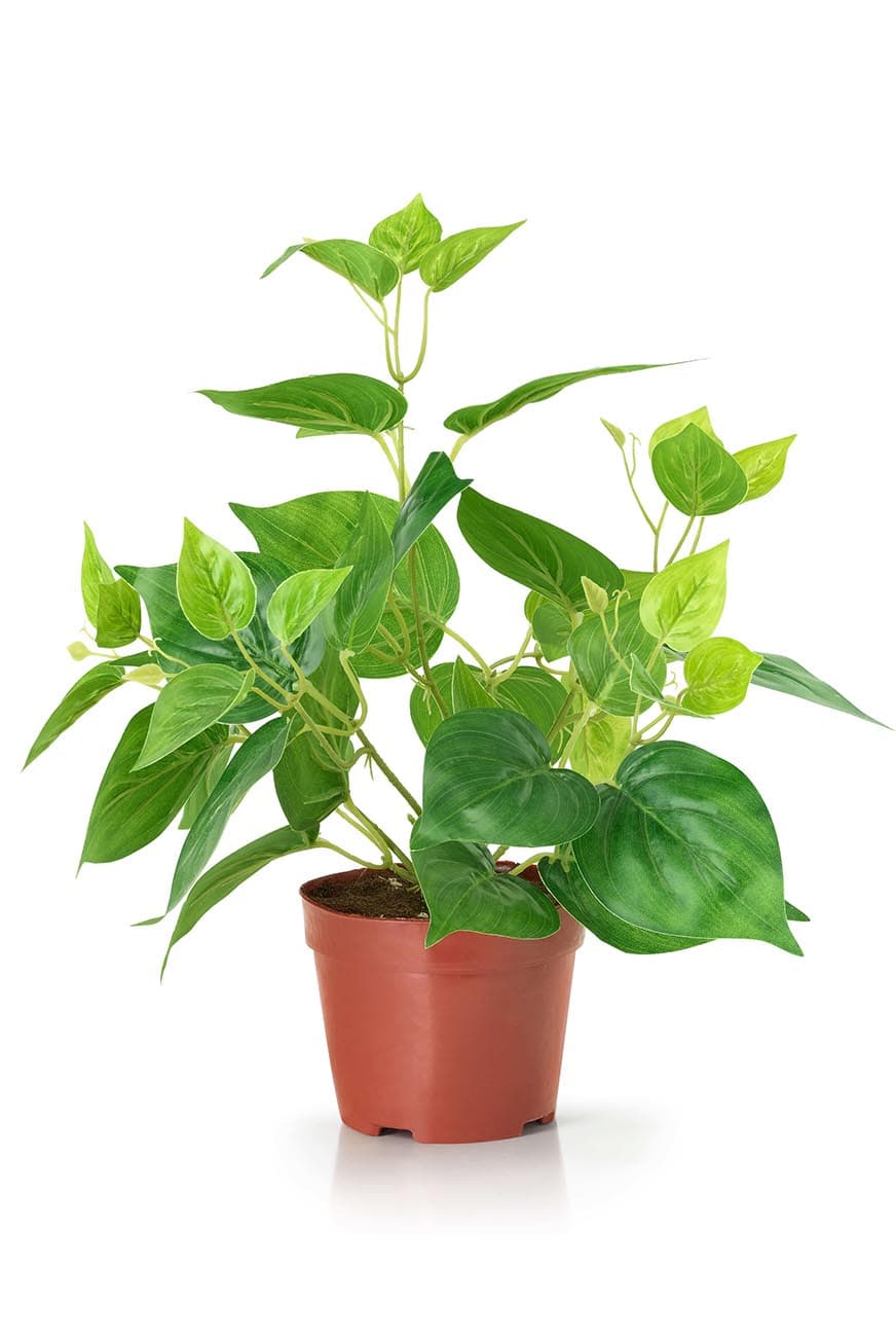Philodendron Green Artificial