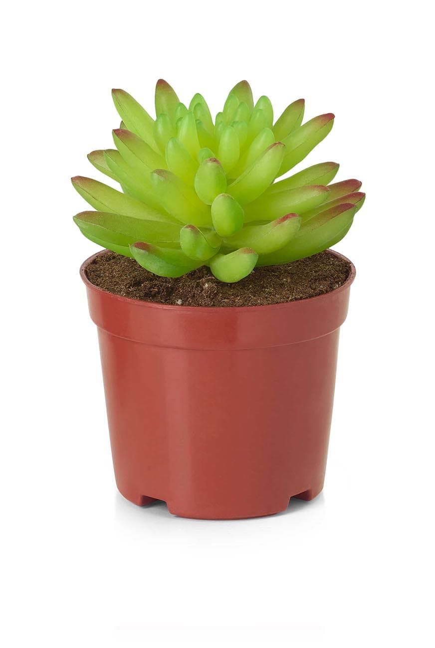 Succulants 'Mix' Artificial