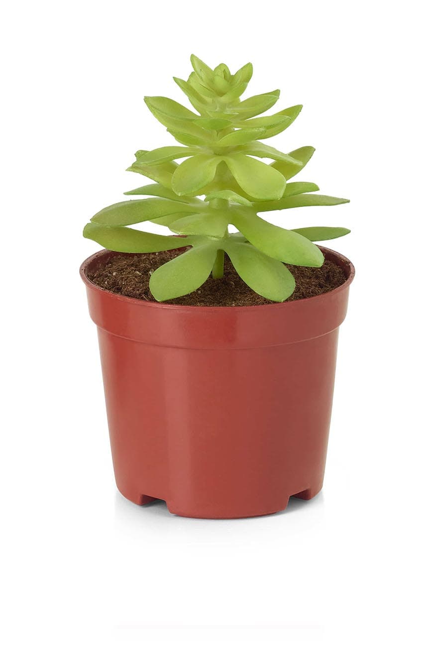 Succulants 'Mix' Artificial - image 5