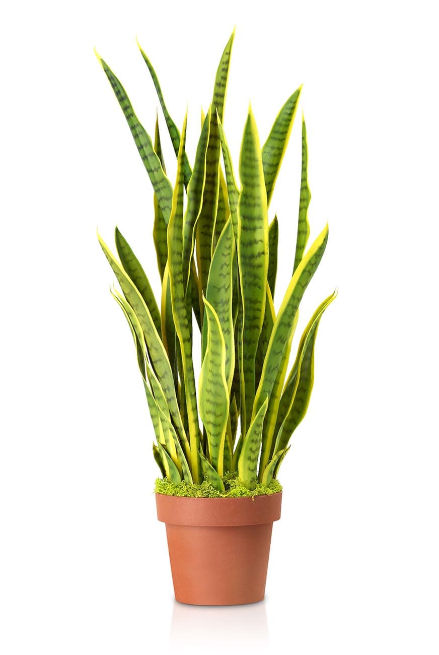 Sanseveria Laurentii Artificial
