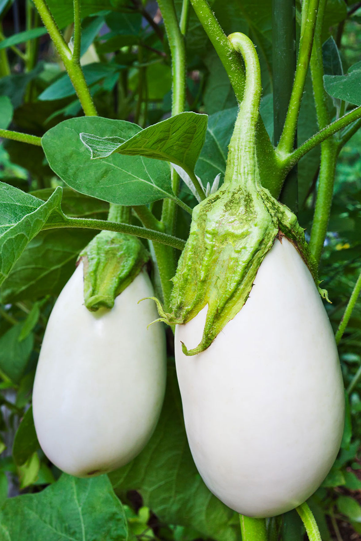 Eggplant White Seeds