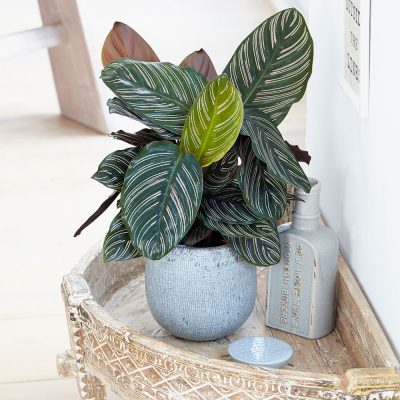 Calathea Goeppertia Ornata