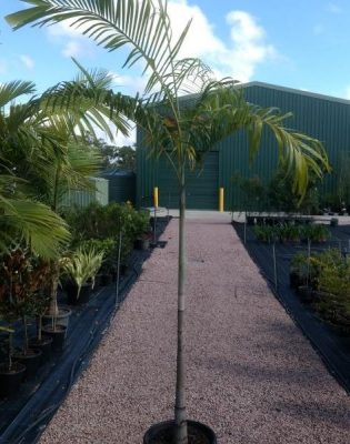 Carpentaria Palm