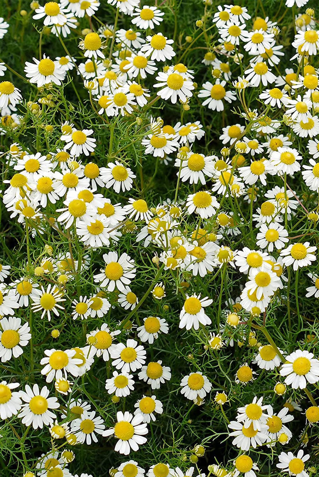 Chamomile Seeds