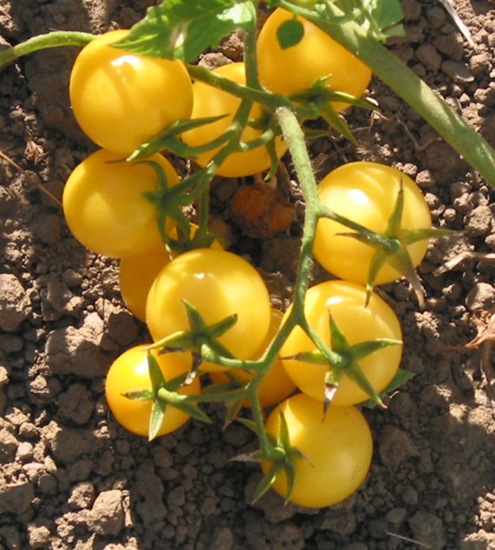 Cherry Tomato Yellow Seeds