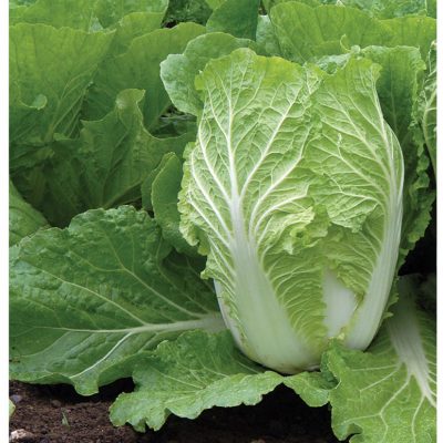 Chinese Cabbage Seeds
