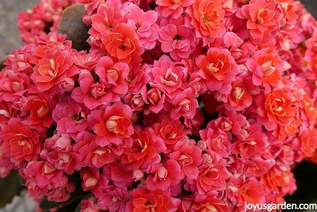 Kalanchoe